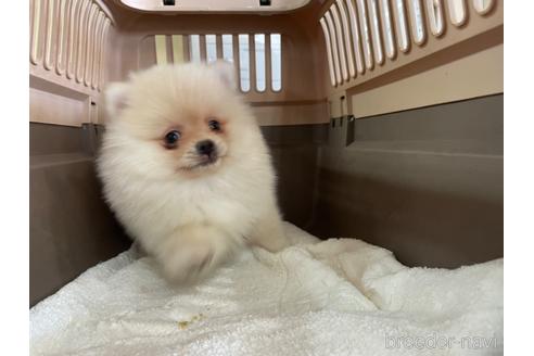 成約済の愛媛県のポメラニアン-181424の3枚目