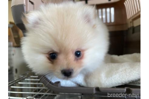 成約済の愛媛県のポメラニアン-181424の4枚目