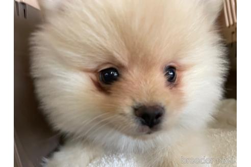 成約済の愛媛県のポメラニアン-181424の5枚目