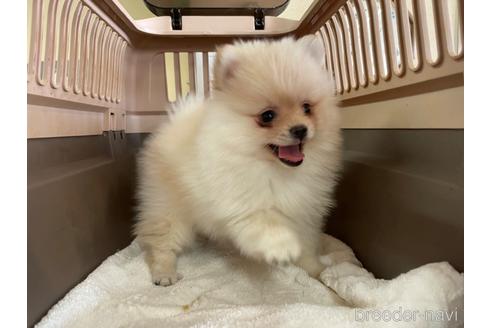 成約済の愛媛県のポメラニアン-181424の6枚目