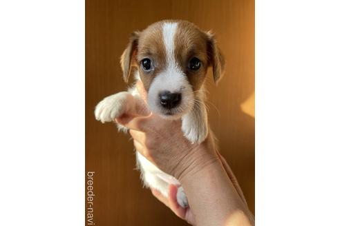 成約済の千葉県のジャックラッセルテリア-180323