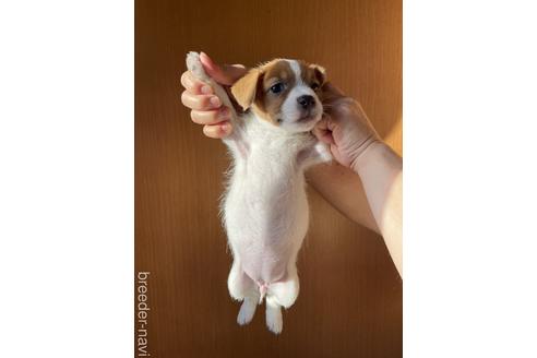 成約済の千葉県のジャックラッセルテリア-180323の4枚目