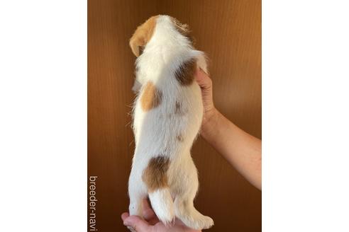 成約済の千葉県のジャックラッセルテリア-180323の3枚目