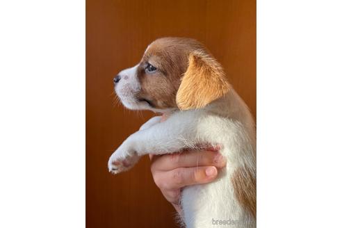 成約済の千葉県のジャックラッセルテリア-180323の2枚目