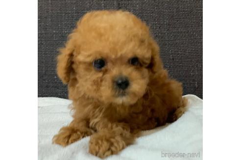 成約済の静岡県のタイニープードル-181428の1枚目