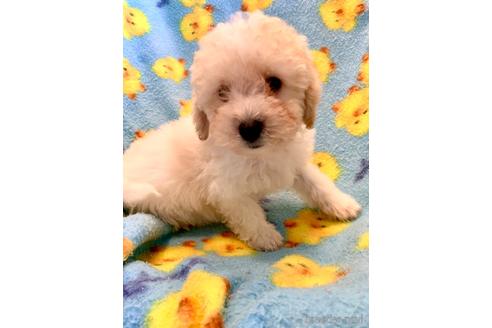 成約済の東京都のミックス犬-176788の11枚目