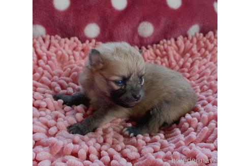 成約済の山口県のポメラニアン-181485の8枚目