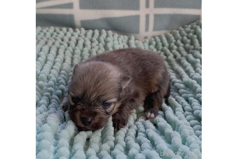 成約済の山口県のポメラニアン-181487の12枚目