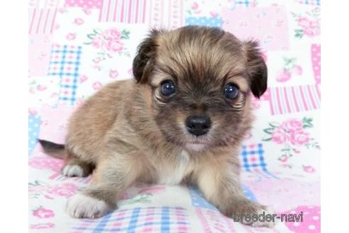 成約済の千葉県のミックス犬-181506の5枚目