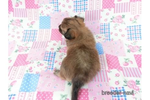 成約済の千葉県のミックス犬-181506の6枚目