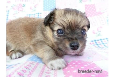 成約済の千葉県のミックス犬-181506の7枚目