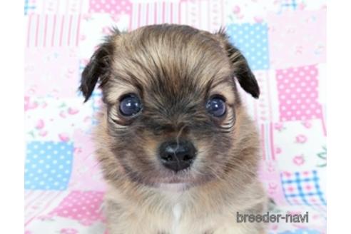 成約済の千葉県のミックス犬-181506の4枚目