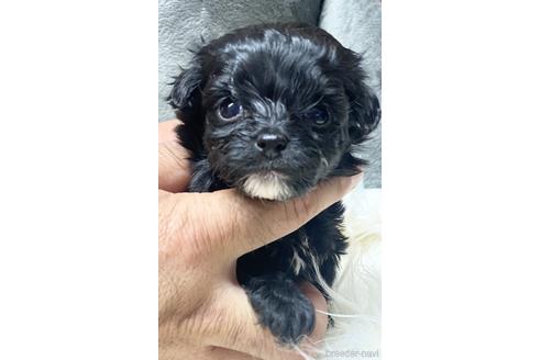 成約済の静岡県のチワプー:チワワ×トイプードル-181507の1枚目