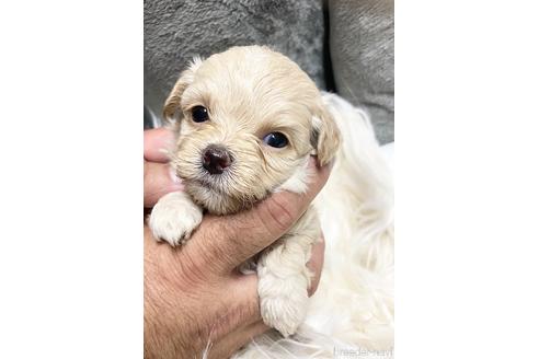 成約済の静岡県のチワプー:チワワ×トイプードル-181510の1枚目
