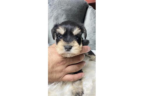成約済の静岡県のミニチュアシュナウザー-181511の2枚目