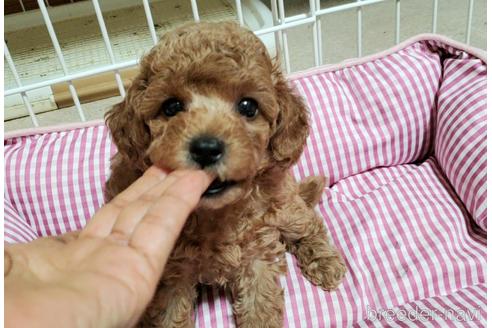 成約済の愛知県のトイプードル-178945の11枚目