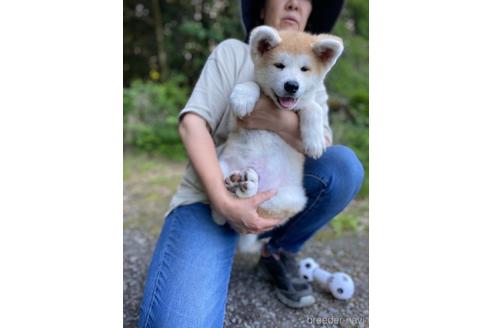 秋田犬の子犬を探す ブリーダーナビ