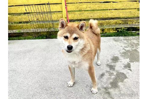 成約済の奈良県の柴犬-181663の2枚目
