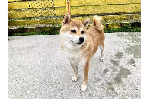 成約済の奈良県の柴犬-181663の1枚目
