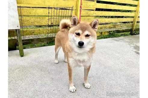成約済の奈良県の柴犬-181663の3枚目