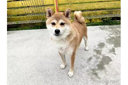 成約済の奈良県の柴犬-181663の5枚目