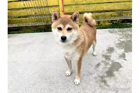 成約済の奈良県の柴犬-181663の4枚目