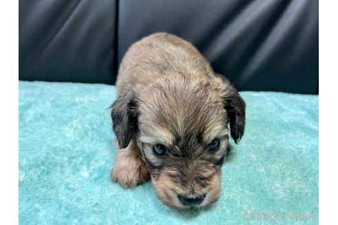 成約済の滋賀県のミックス犬-181671の5枚目