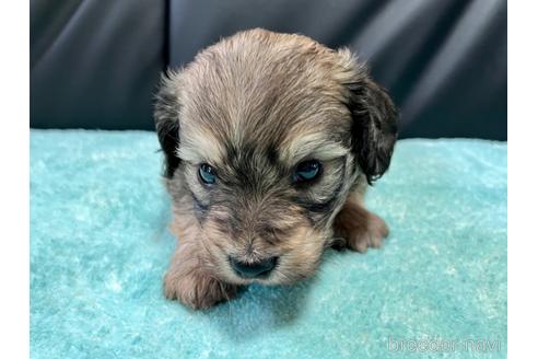 成約済の滋賀県のミックス犬-181671の7枚目