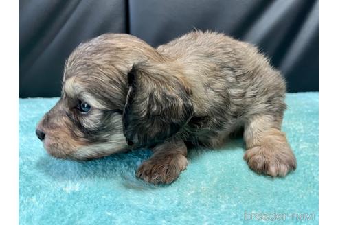 成約済の滋賀県のミックス犬-181671の8枚目