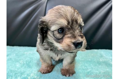 成約済の滋賀県のミックス犬-181671の2枚目