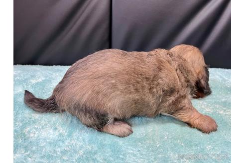 成約済の滋賀県のミックス犬-181671の3枚目