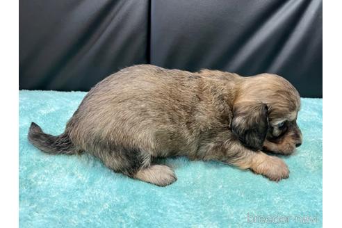 成約済の滋賀県のミックス犬-181671の4枚目