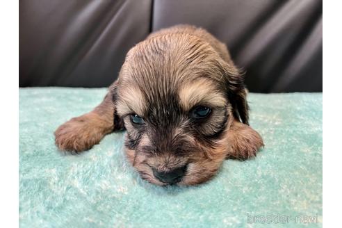 成約済の滋賀県のミックス犬-181672の1枚目