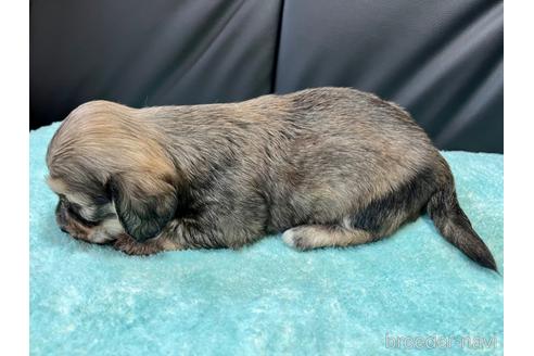 成約済の滋賀県のミックス犬-181672の4枚目