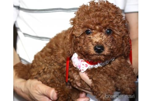 子犬