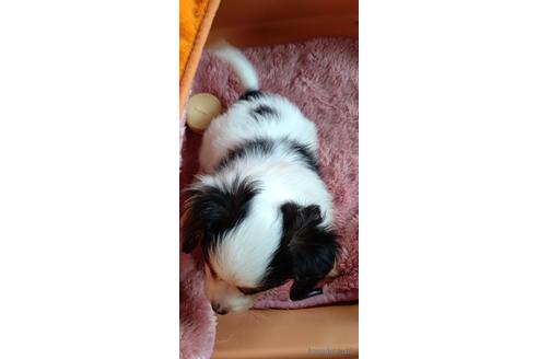 成約済の千葉県のパピヨン-176482の31枚目