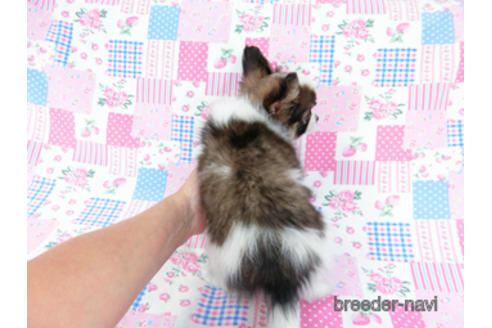 成約済の千葉県のパピヨン-178726の8枚目