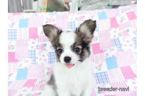 成約済の千葉県のパピヨン-178726の7枚目