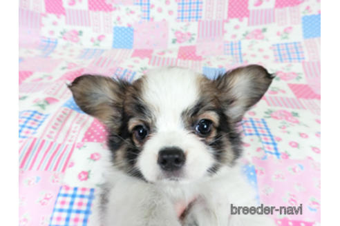 成約済の千葉県のパピヨン-178726の6枚目