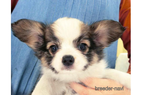 成約済の千葉県のパピヨン-178726の5枚目