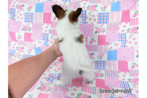 成約済の千葉県のパピヨン-178911の4枚目