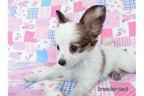 成約済の千葉県のパピヨン-178911の3枚目