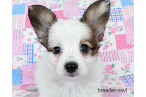 成約済の千葉県のパピヨン-178911の1枚目