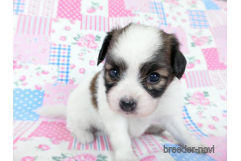 成約済の千葉県のパピヨン-181717の11枚目