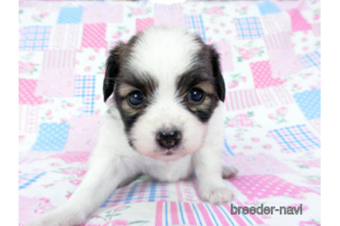 成約済の千葉県のパピヨン-181717の10枚目