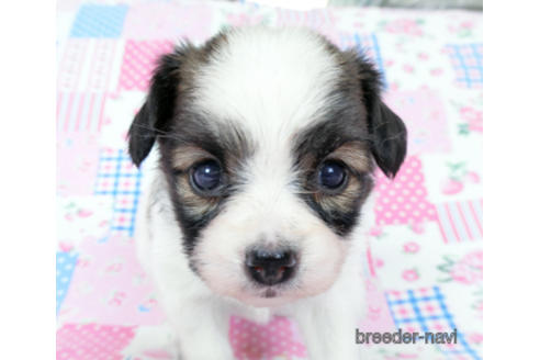 成約済の千葉県のパピヨン-181717の9枚目