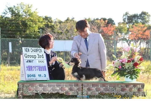 成約済の滋賀県のカニンヘンダックスフンド(ロングヘアード)-181734の2枚目