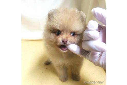 成約済の茨城県のポメラニアン-180270の17枚目