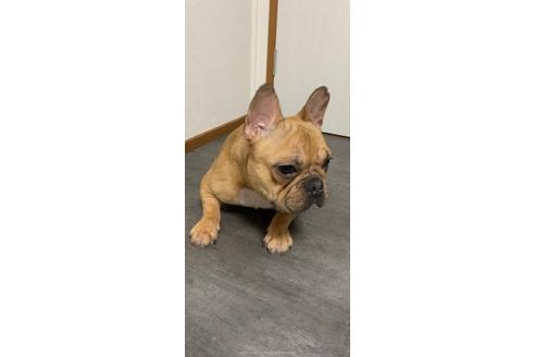 ハナコちゃん1枚目
