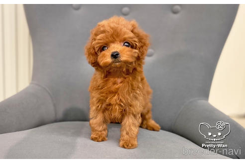 成約済の愛知県のタイニープードル-181833の3枚目